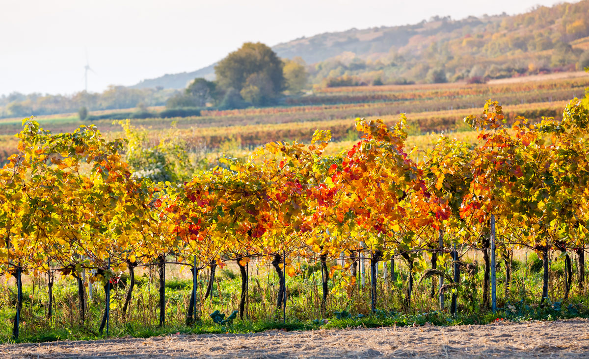 Das Burgenland verfügt über jede Menge toller Weingärten