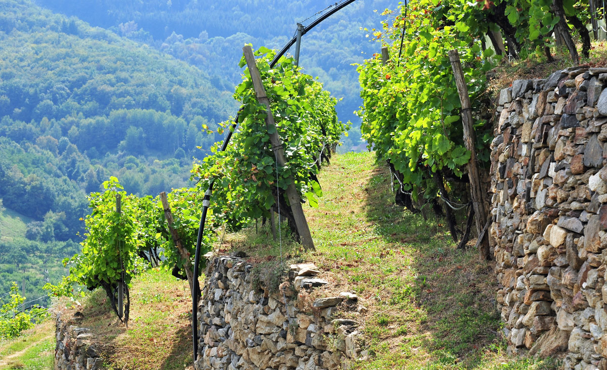 Genussurlaub im Weingebiet Wachau in Niederösterreich